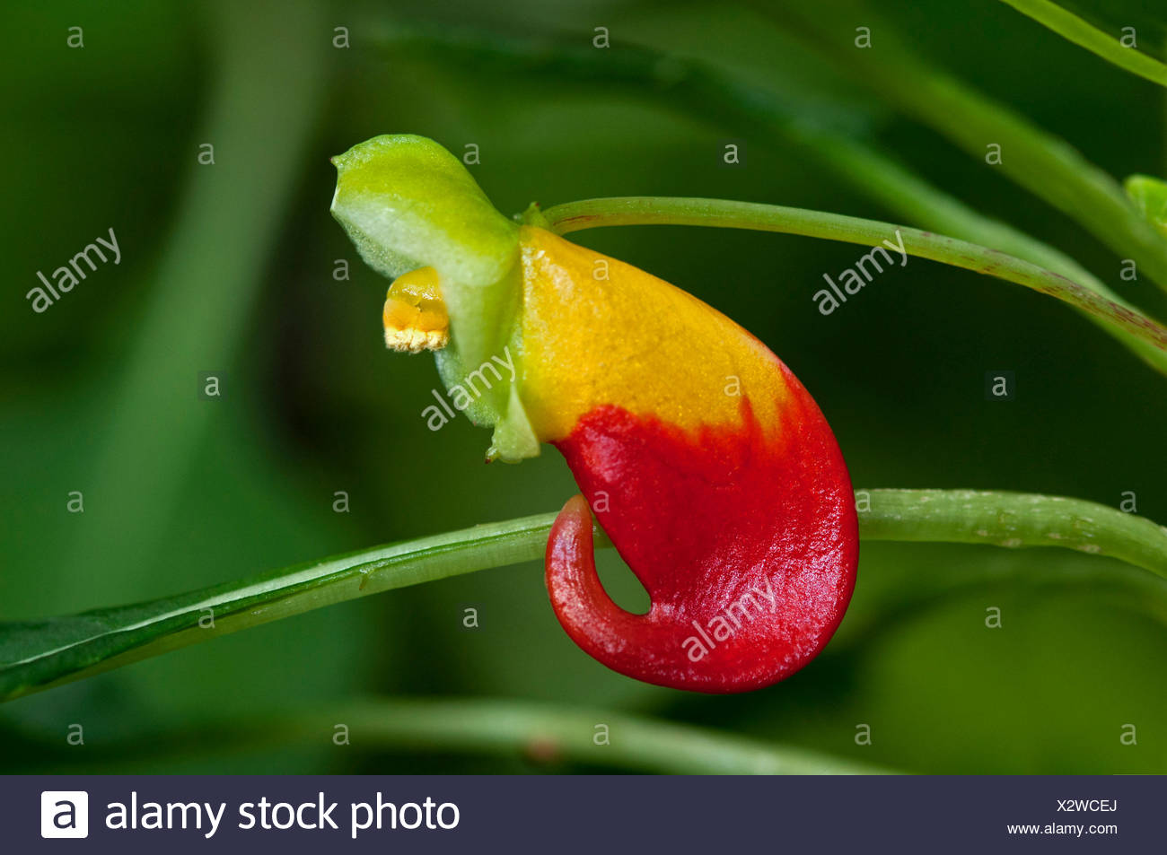 Fleur Jaune Et Rouge Du Congo Impatiens Niamniamensis