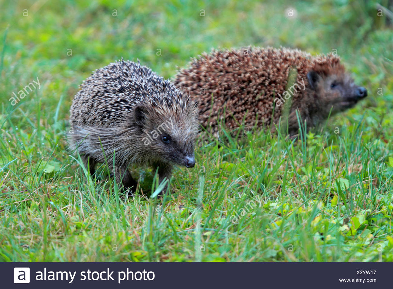 Herisson male ou femelle