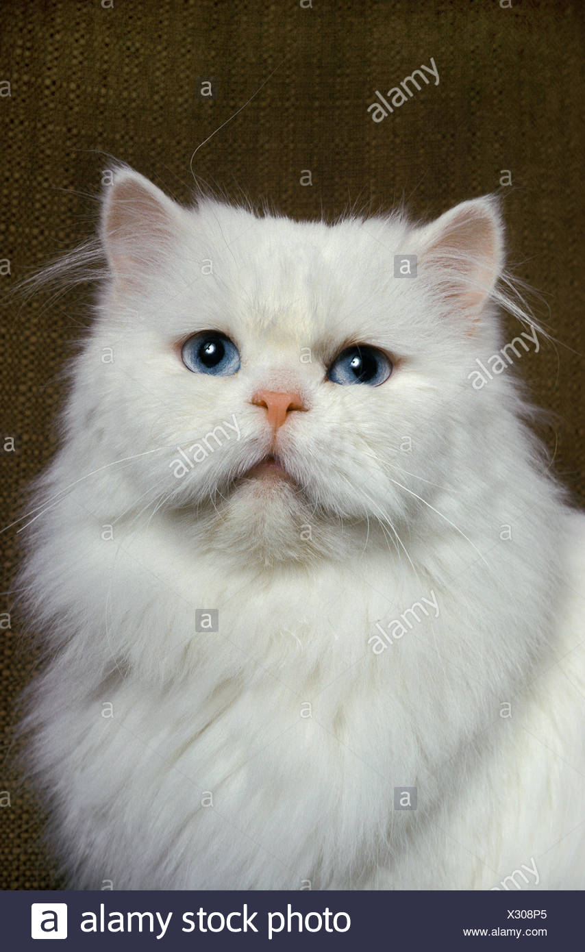 Chat Domestique Persan Blanc Aux Yeux Bleus Photos Chat