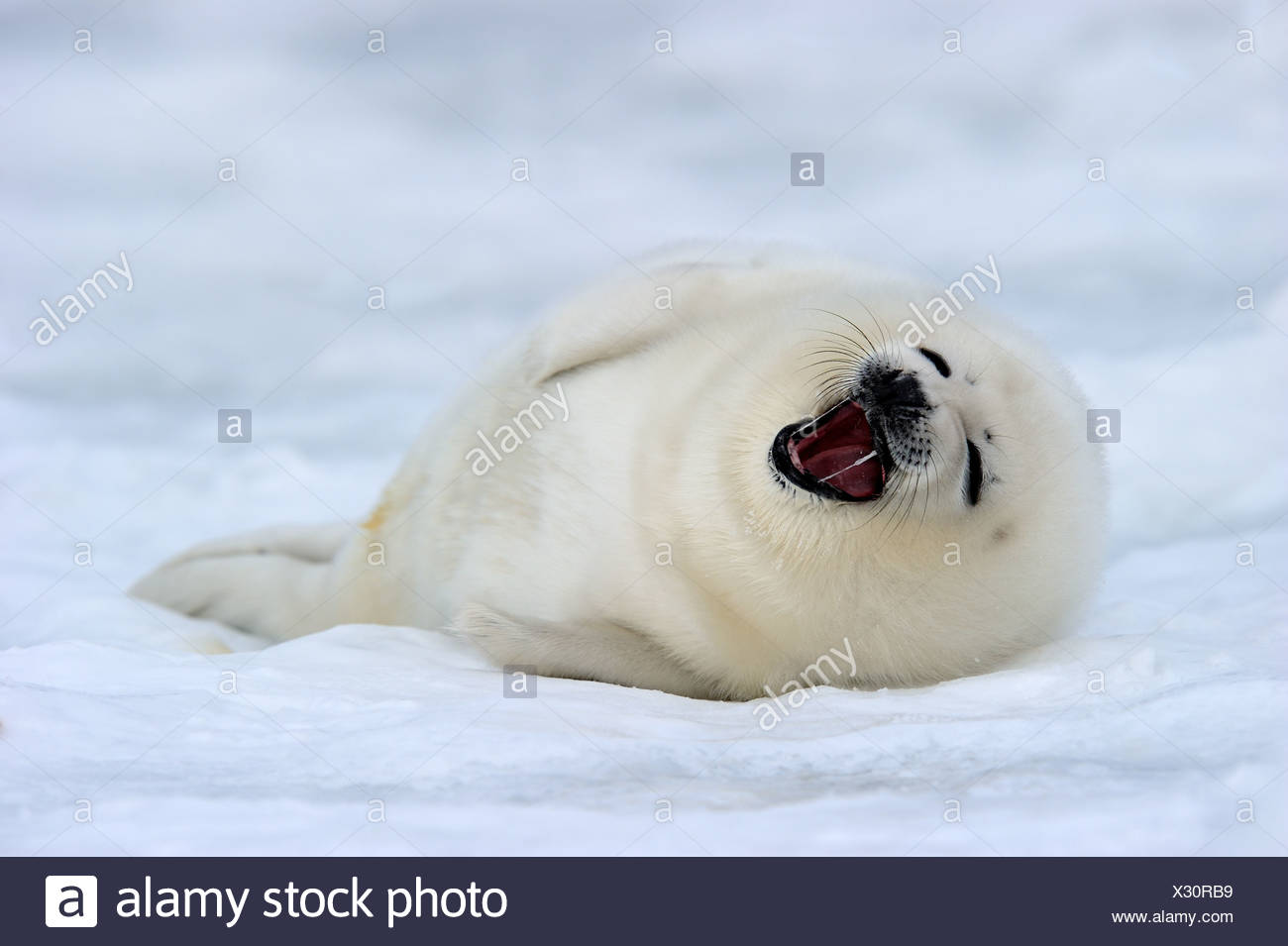 Bebe Phoque Du Groenland Mere Appelant Blanchon 4 A 14 Jours Sur La Glace Phoca Groenlandicus Madeleine Quebec Canada Photo Stock Alamy