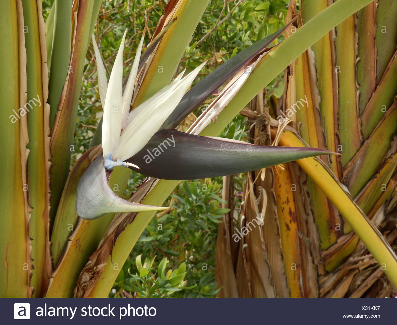 Oiseau De Paradis Géant Plant Banque Dimages Photo Stock