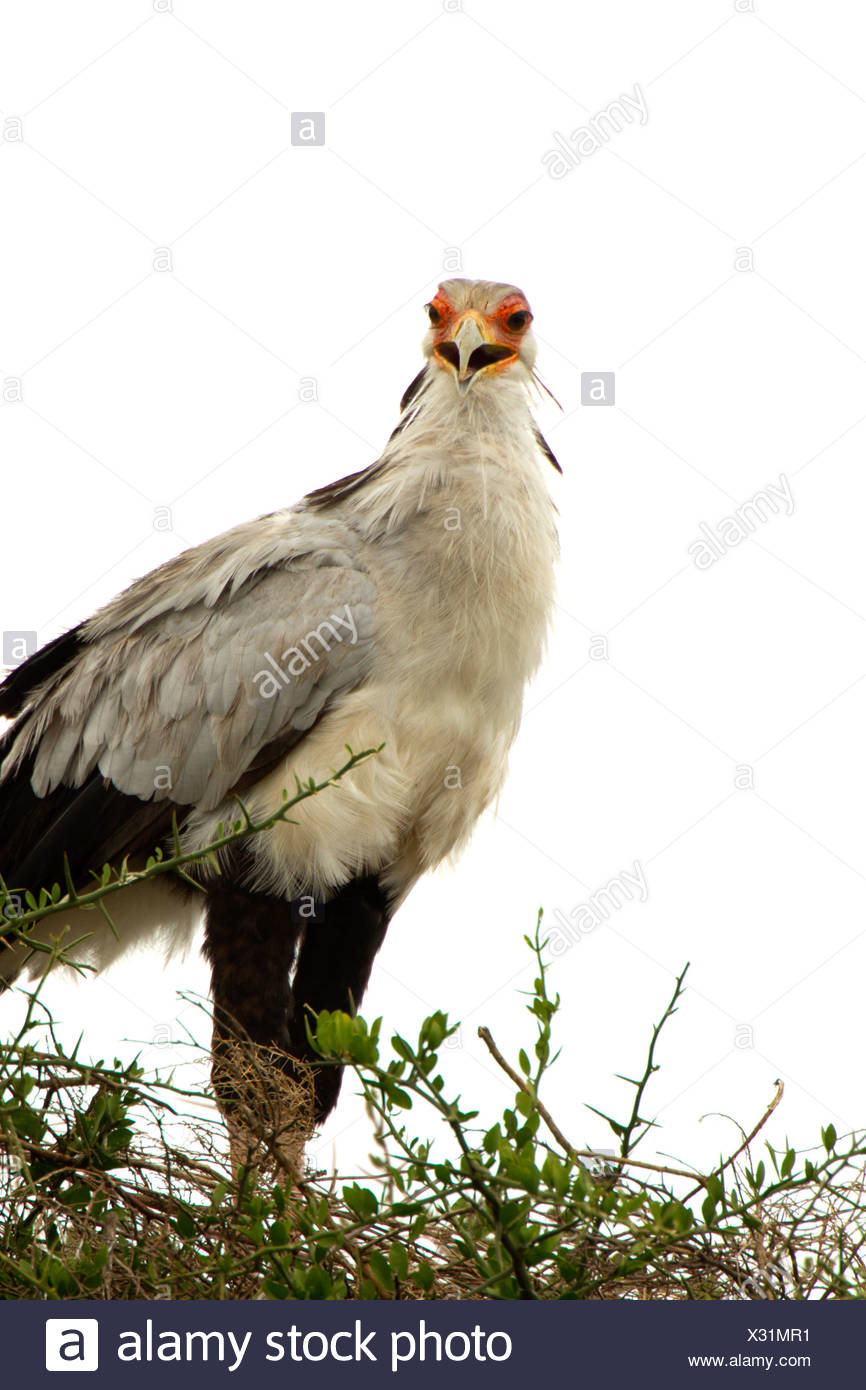 Oiseau Sur Son Nid Secrétaire Banque Dimages Photo Stock