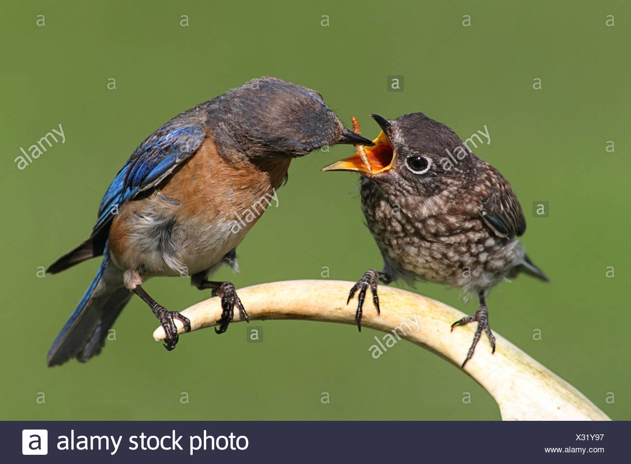 Bleu Oiseau Nature Faune Nature Femme Oiseau Faune