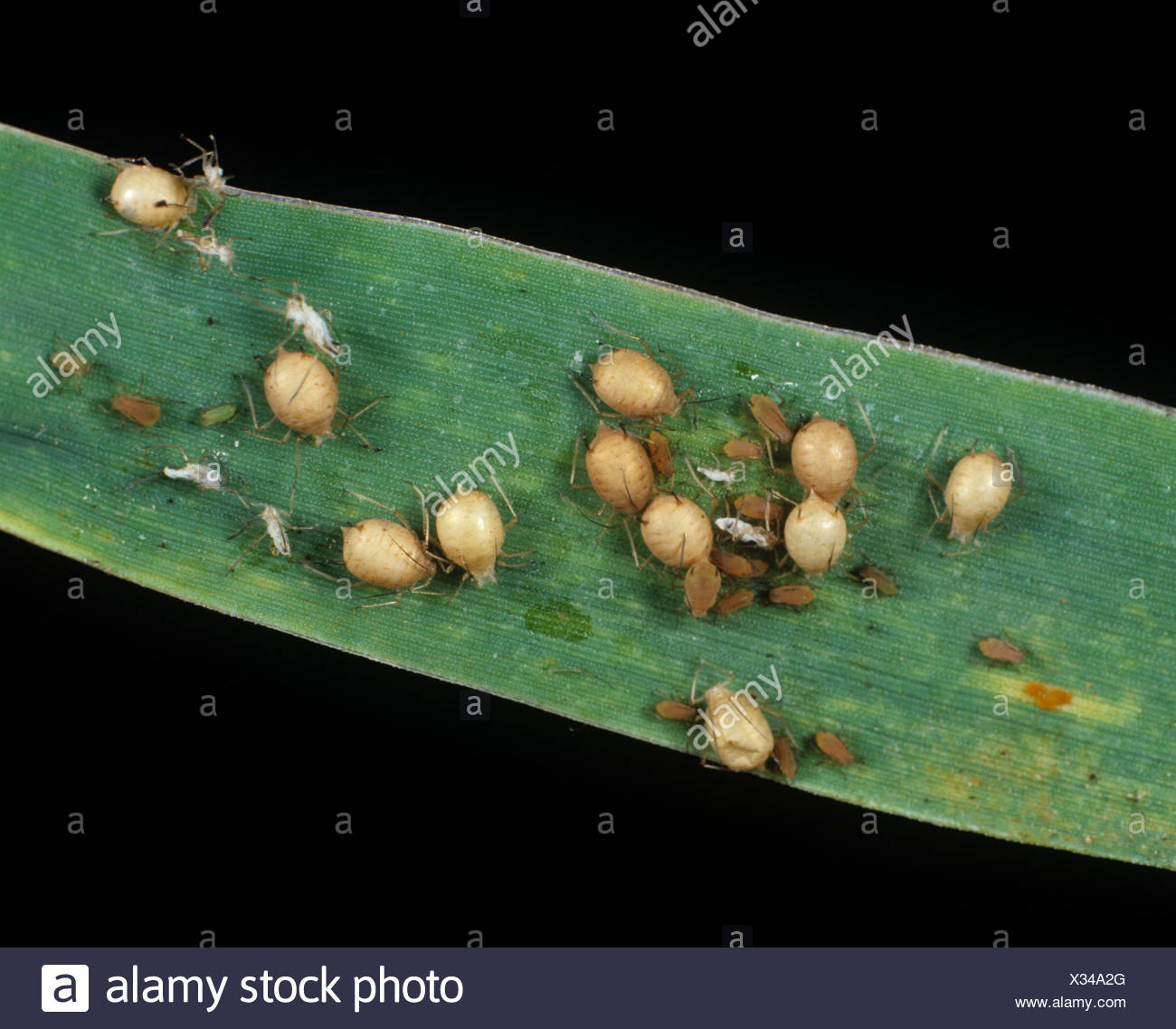 Momies De Pucerons Banque d'image et photos - Alamy