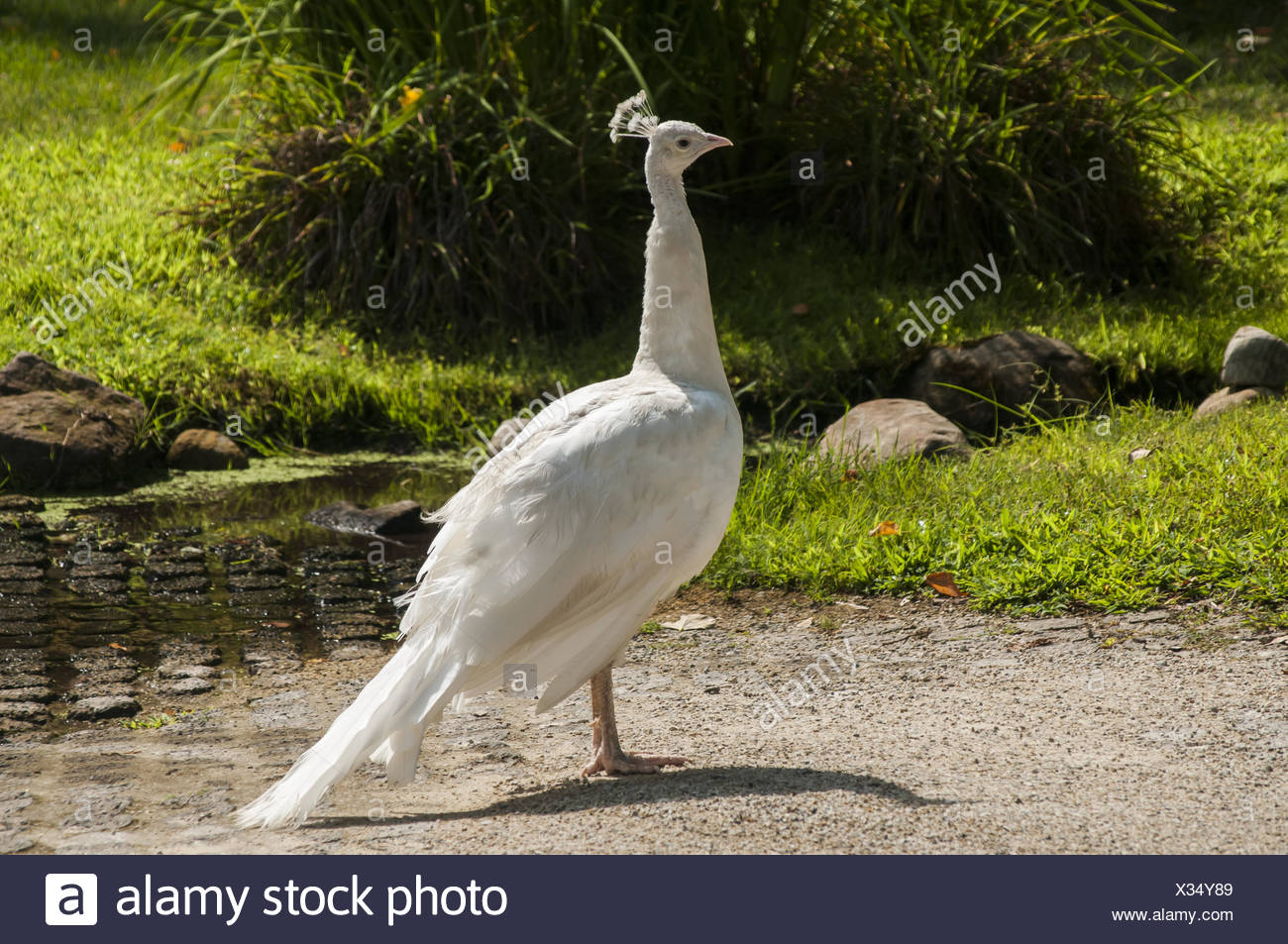 Paon Blanc Femelle Photo Stock Alamy Paon Blanc Femelle Photo Stock Alamy