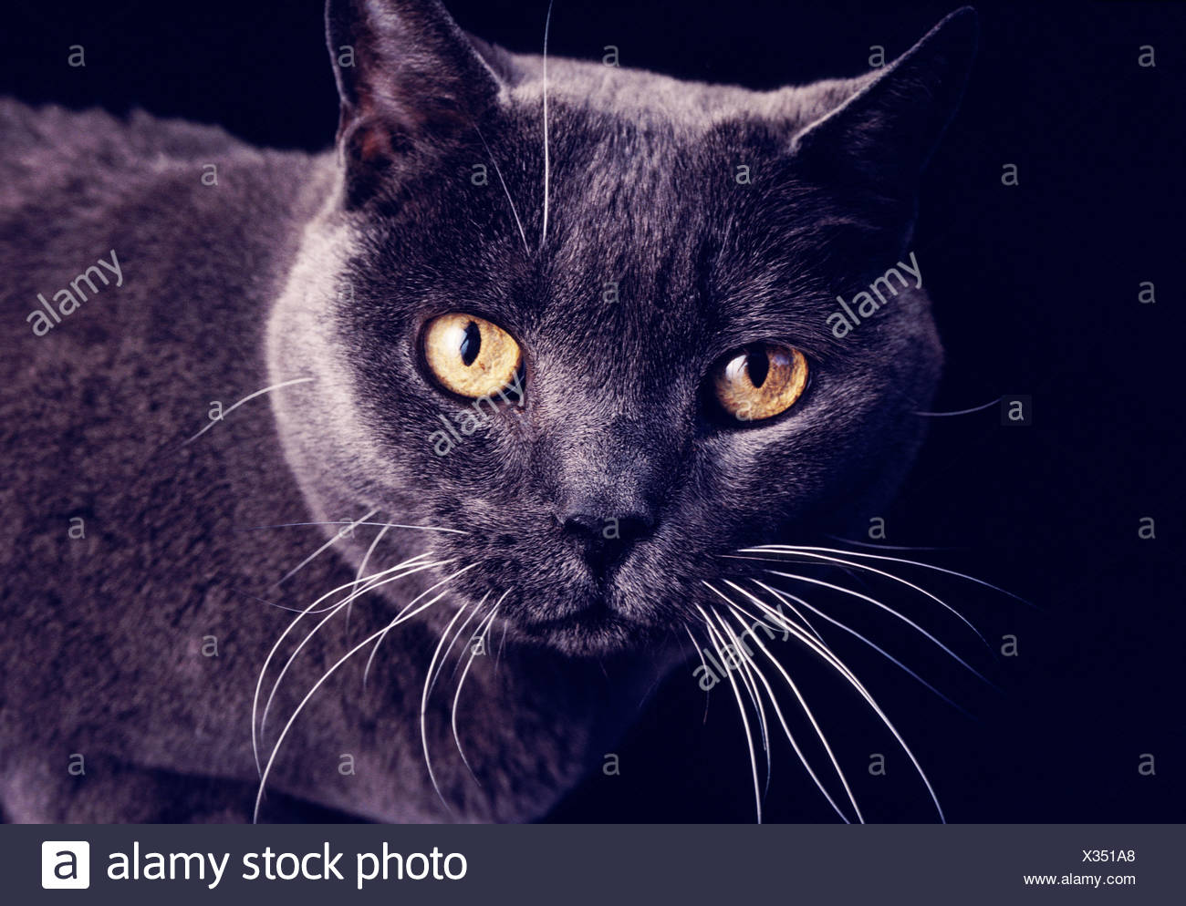 Gros Plan D Un Gris Fonce Chat Noir Avec Moustaches Blanches Et Des Yeux Jaune Fonce Photo Stock Alamy Gros Plan D Un Gris Fonce Chat Noir Avec Moustaches Blanches Et Des Yeux Jaune Fonce Photo Stock Alamy