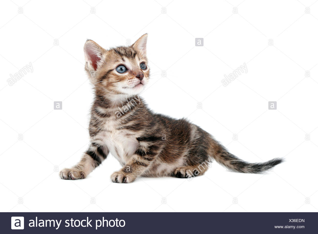 Joli Bebe Chat Banque D Image Et Photos Alamy Joli Bebe Chat Banque D Image Et Photos Alamy