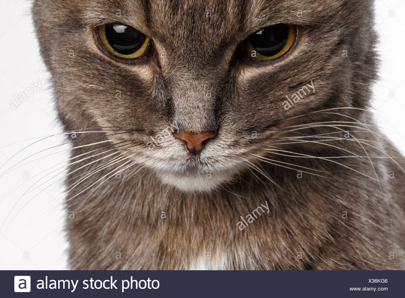 Chat Gris Baissa La Tete D Un Air Coupable Photo Stock Alamy Chat Gris Baissa La Tete D Un Air Coupable Photo Stock Alamy