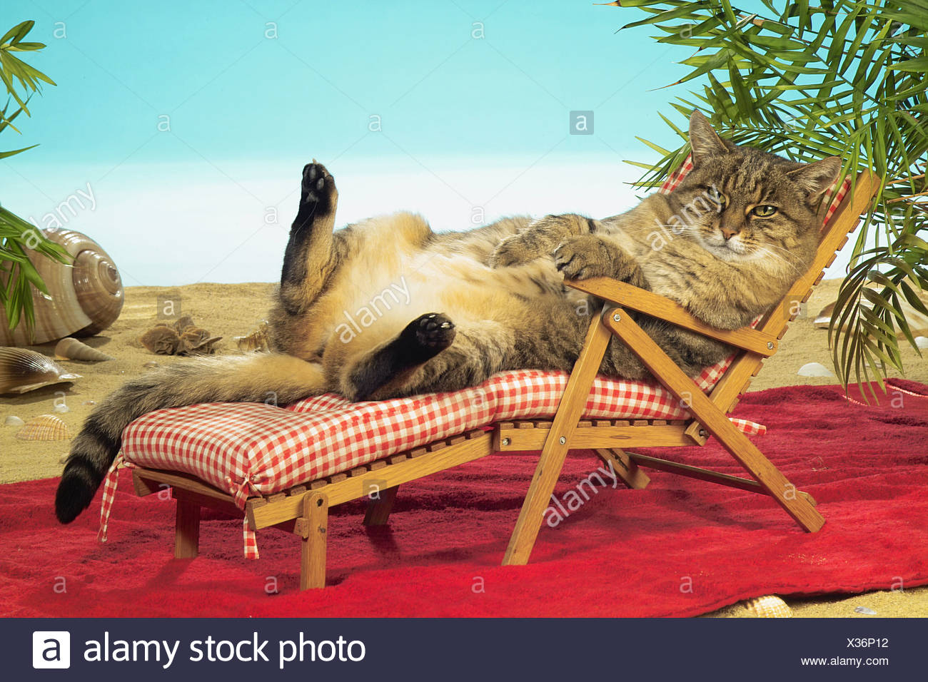 Chat Domestique Chat Sur Chaise Longue Photo Stock Alamy