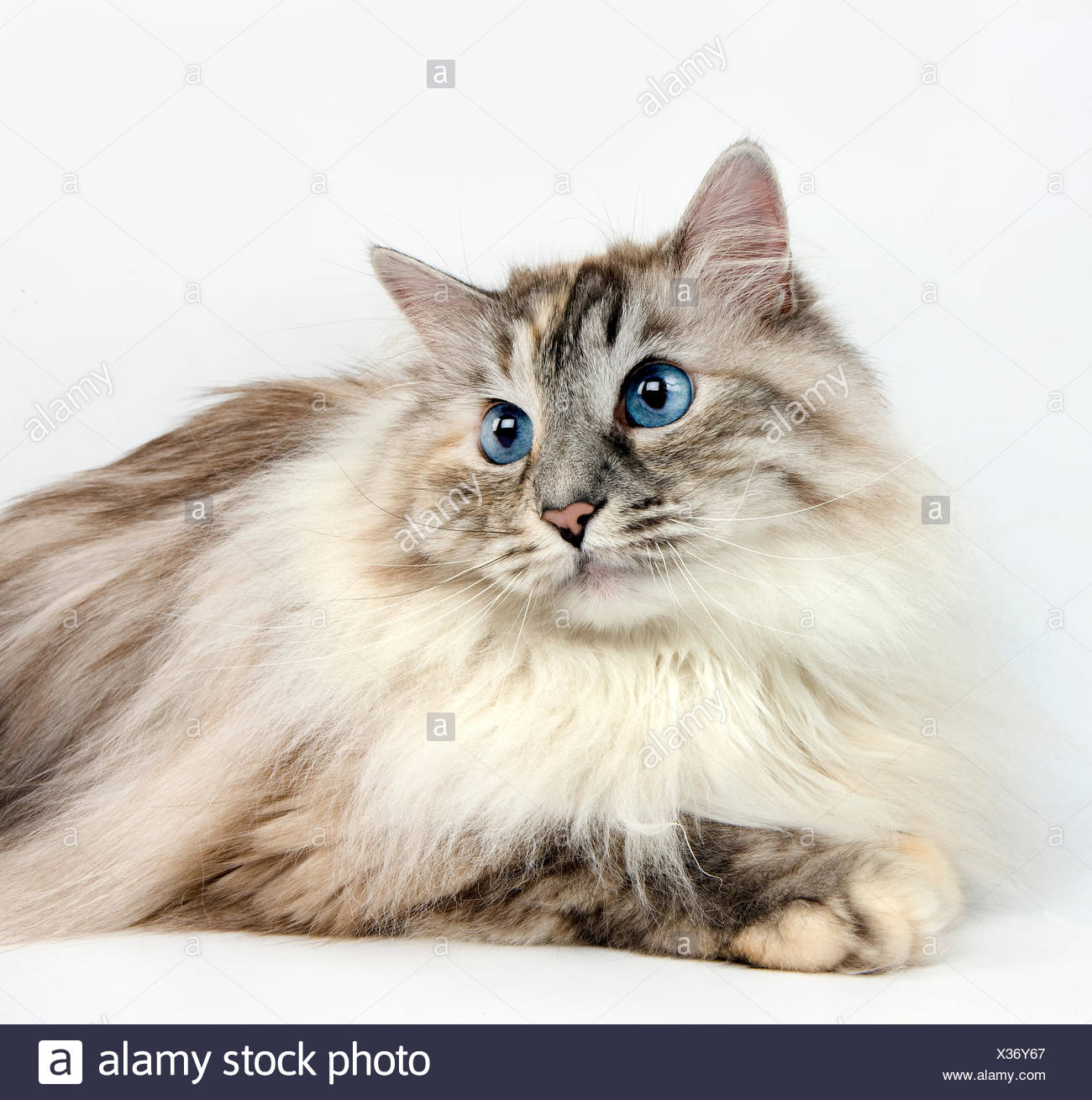 Seal Tabby Point Avec Blanc Chat Siberien Femme Against White Background Photo Stock Alamy