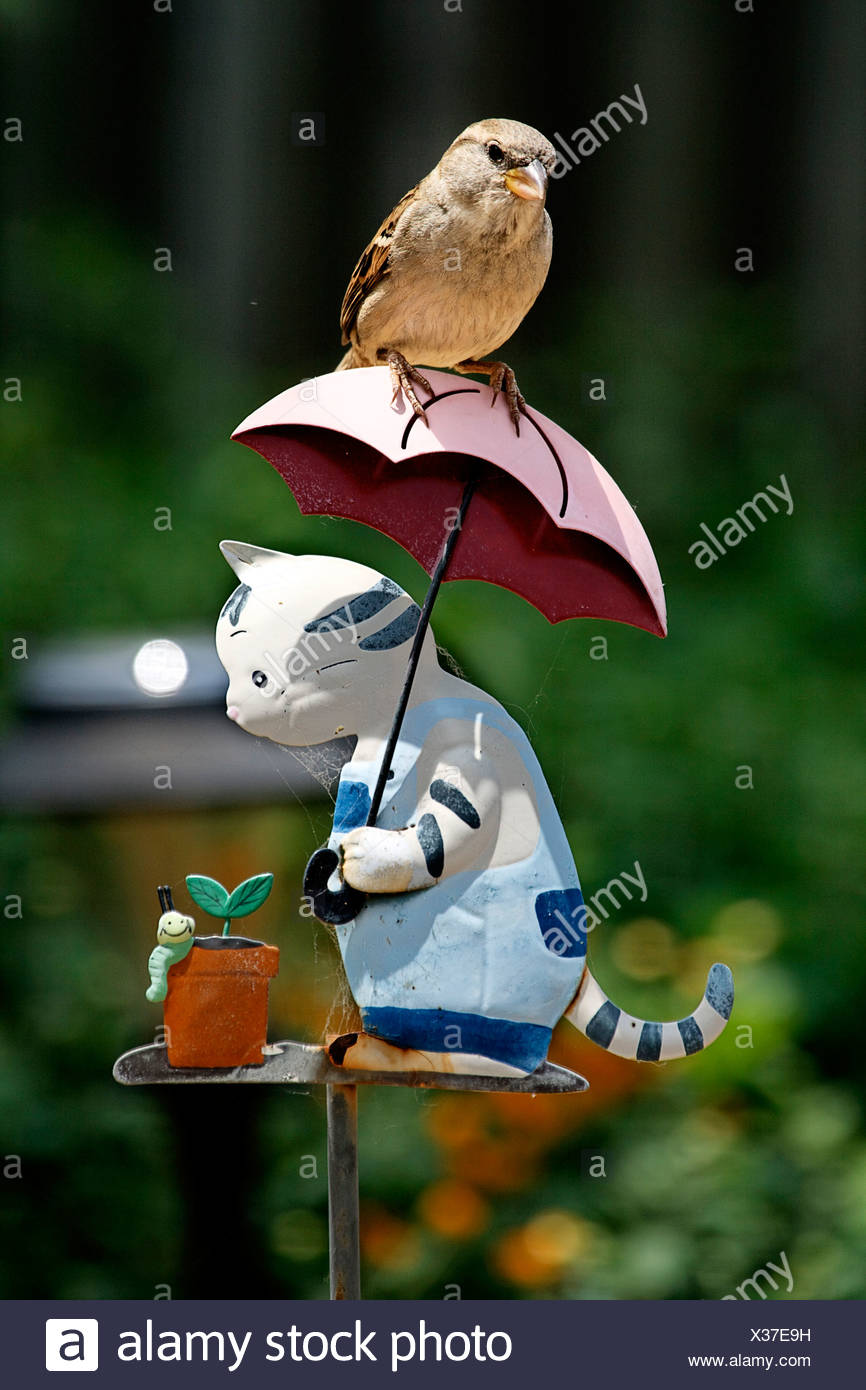 Funny Sweet Cute Chick Sparrow Oiseaux Humour Chat Metal Photo Stock Alamy Funny Sweet Cute Chick Sparrow Oiseaux Humour Chat Metal Photo Stock Alamy
