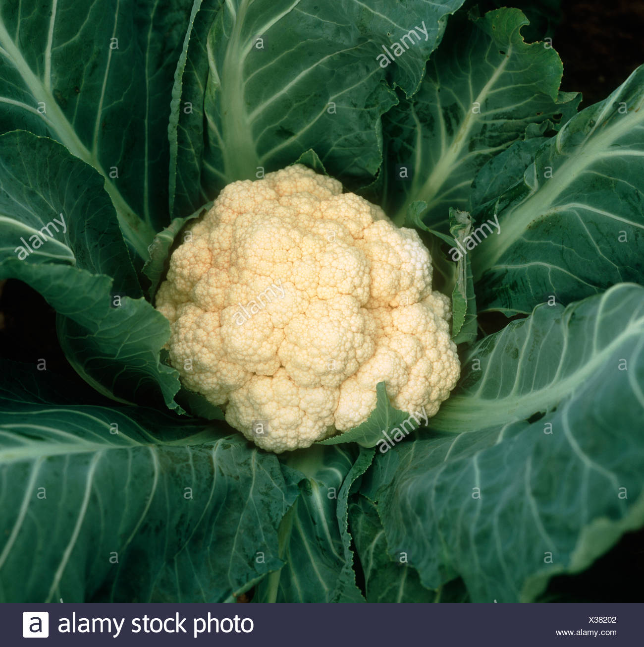 Le Chou Fleur Plante Mature Sur Caille Domaine Protege Par Des