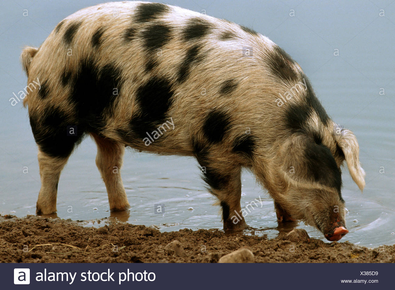 Porc Domestique Sus Scrofa Domestica F Exemple De La