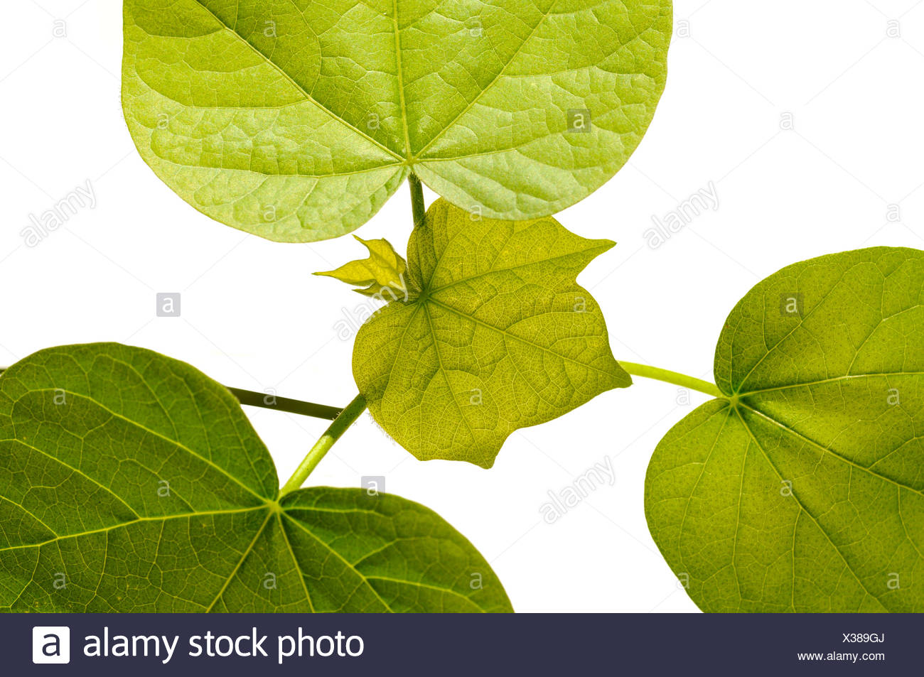 Les feuilles dentelées d'un plant de coton (Gossypium herbaceum) Banque D'Images