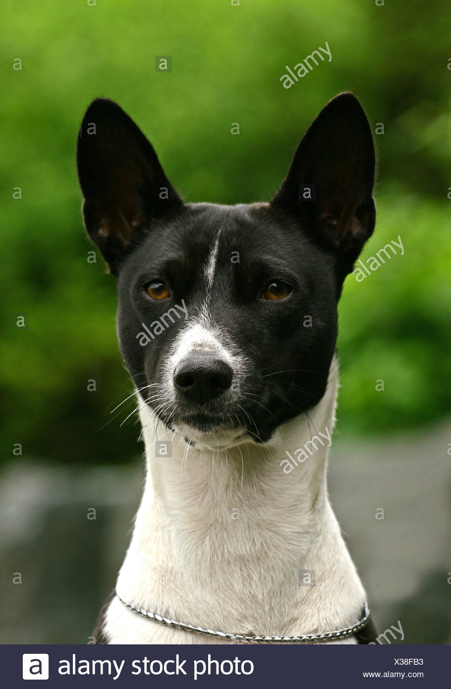 Le Basenji Est Une Race De Chien De Chasse Qui A été