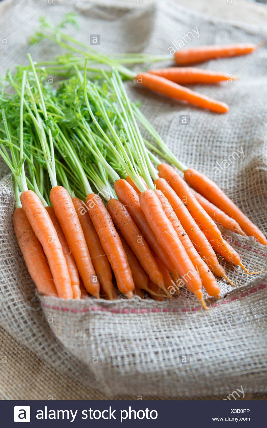 Les carottes fraîchement cueillies sur un sac de légumes Photo Stock - Alamy