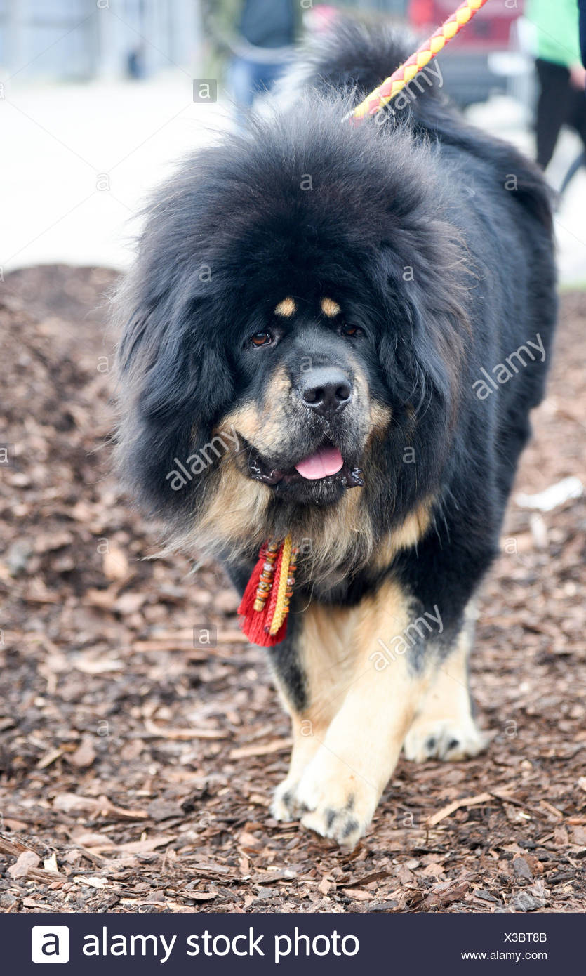 Mastiff Tibétain Est Un Grand Chien Tibétain Race Avec Les