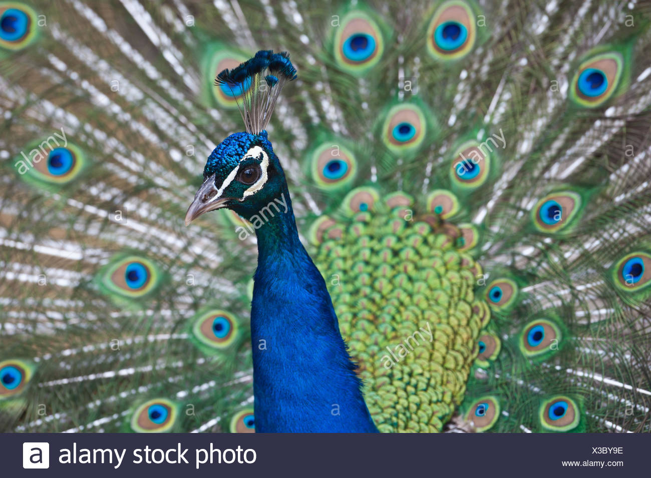 Les Oiseaux De Loiseau Bleu Plus Bleu Paon Bleu Belle