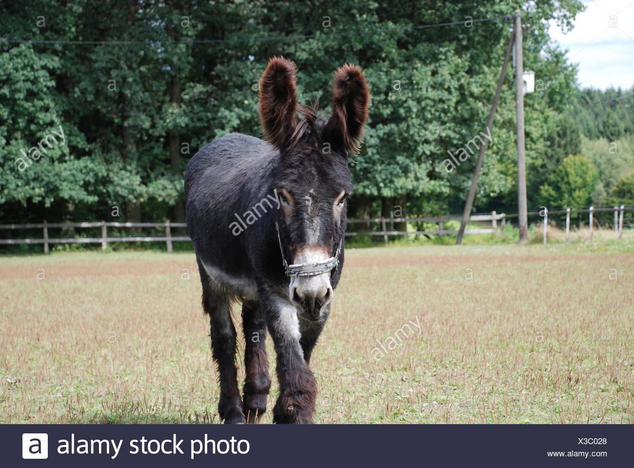Oreilles Les Oreilles D Ane Tete Portrait Perspective Perspective Petit Ane Drole Photo Stock Alamy