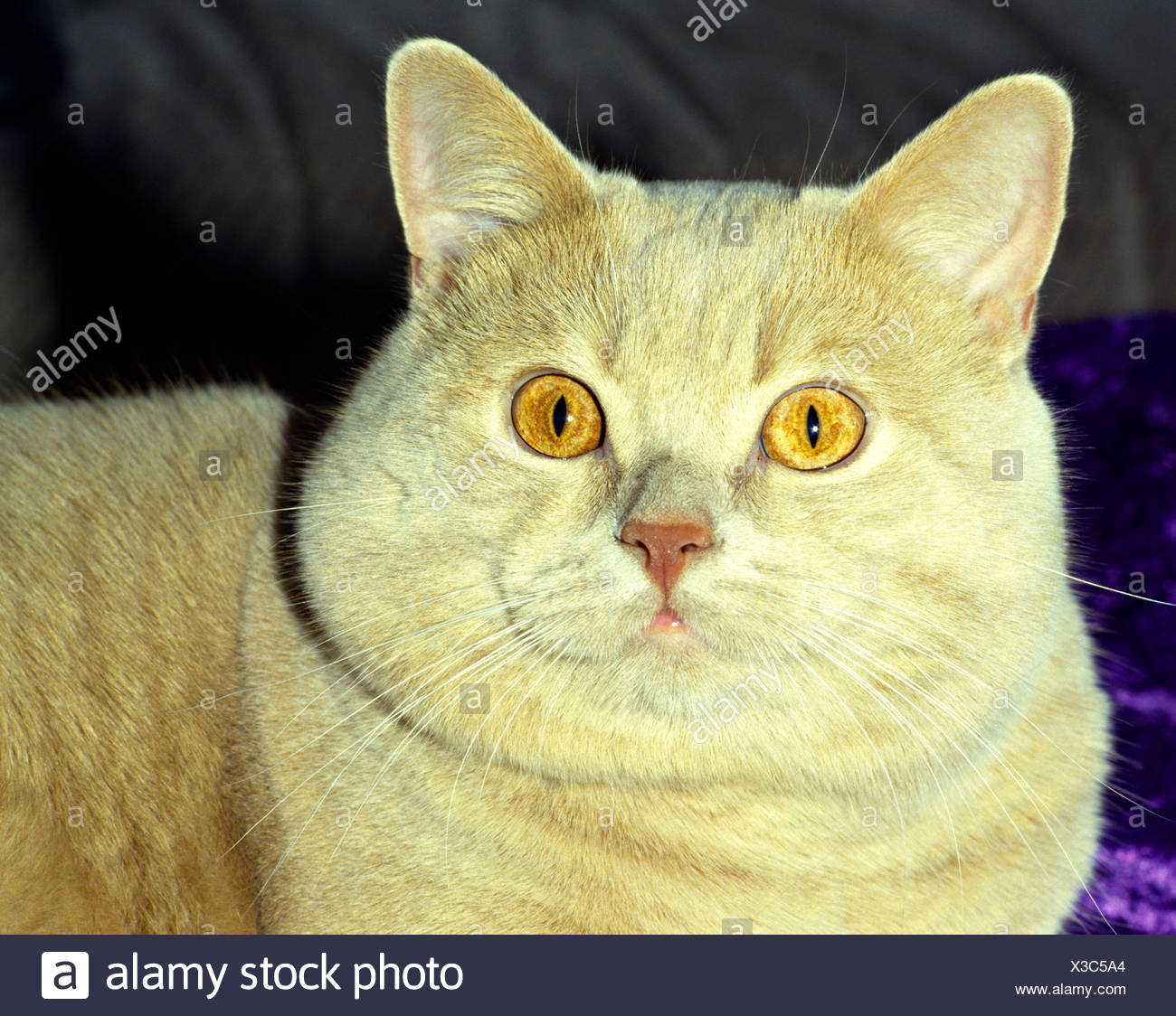 Kartheuser Couleur Creme Avec Des Yeux De Chat Jaune Photo Stock Alamy Kartheuser Couleur Creme Avec Des Yeux De Chat Jaune Photo Stock Alamy