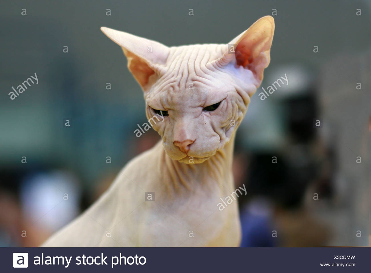 Arbre Chat Sphynx Blanc Chat Sans Poils Aussi Connu Sous Le Nom De Canadian Glabres Photo Stock Alamy