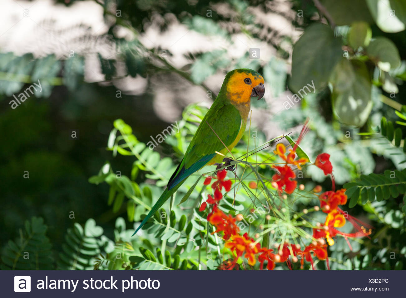 Conure cuivrée Banque D'Images
