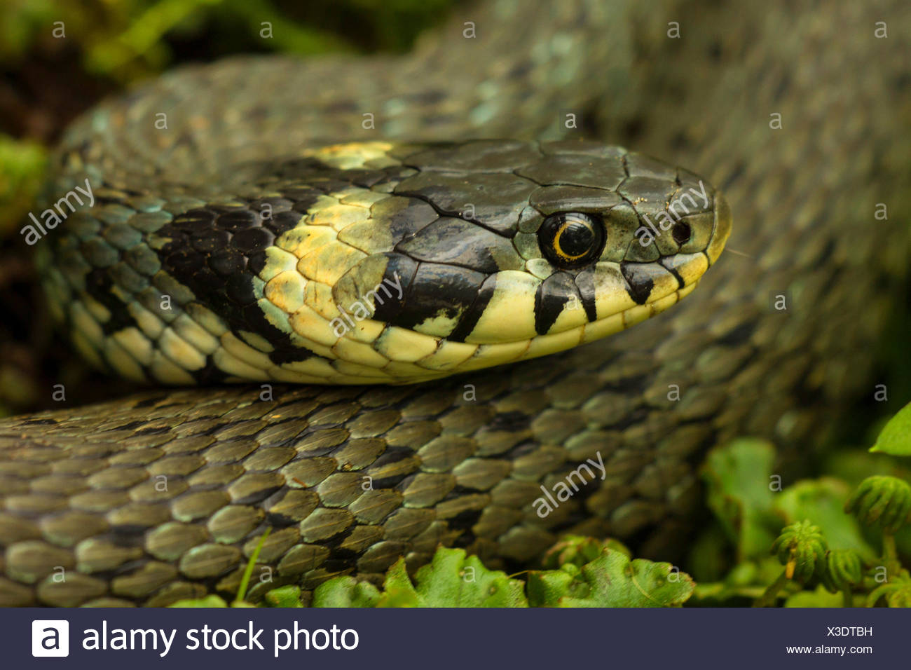 Couleuvre à collier (Natrix natrix), portrait, femme, Allemagne, Bavière Banque D'Images