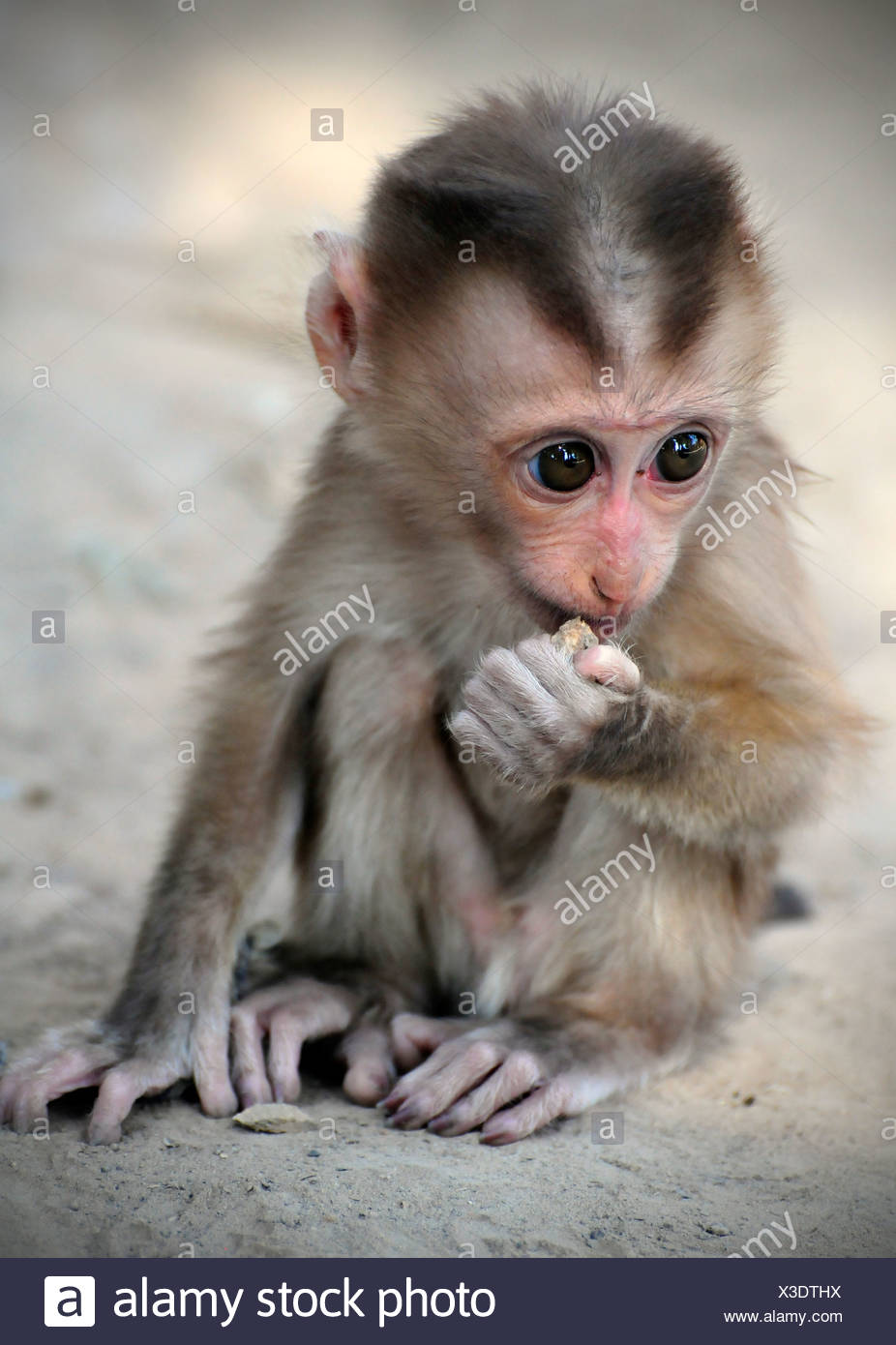Cochon Bebe Macaque Macaca Nemestrina Bebe Singe En Captivite Laos Asie Du Sud Est Photo Stock Alamy