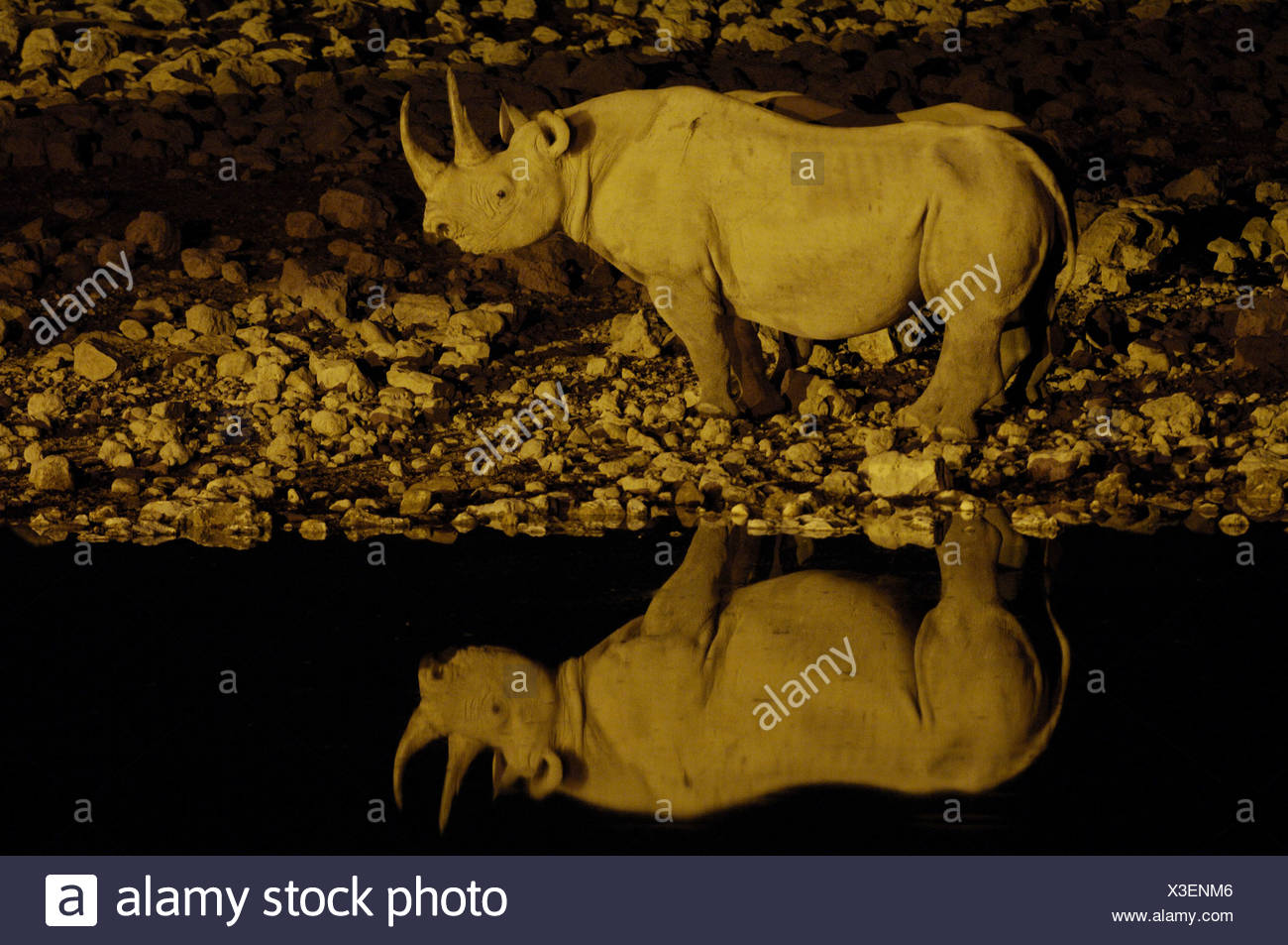 Le rhinocéros noir, accro-lipped rhinoceros, parcourir rhinoceros (Diceros bicornis), au lieu de l'eau, la Namibie Banque D'Images