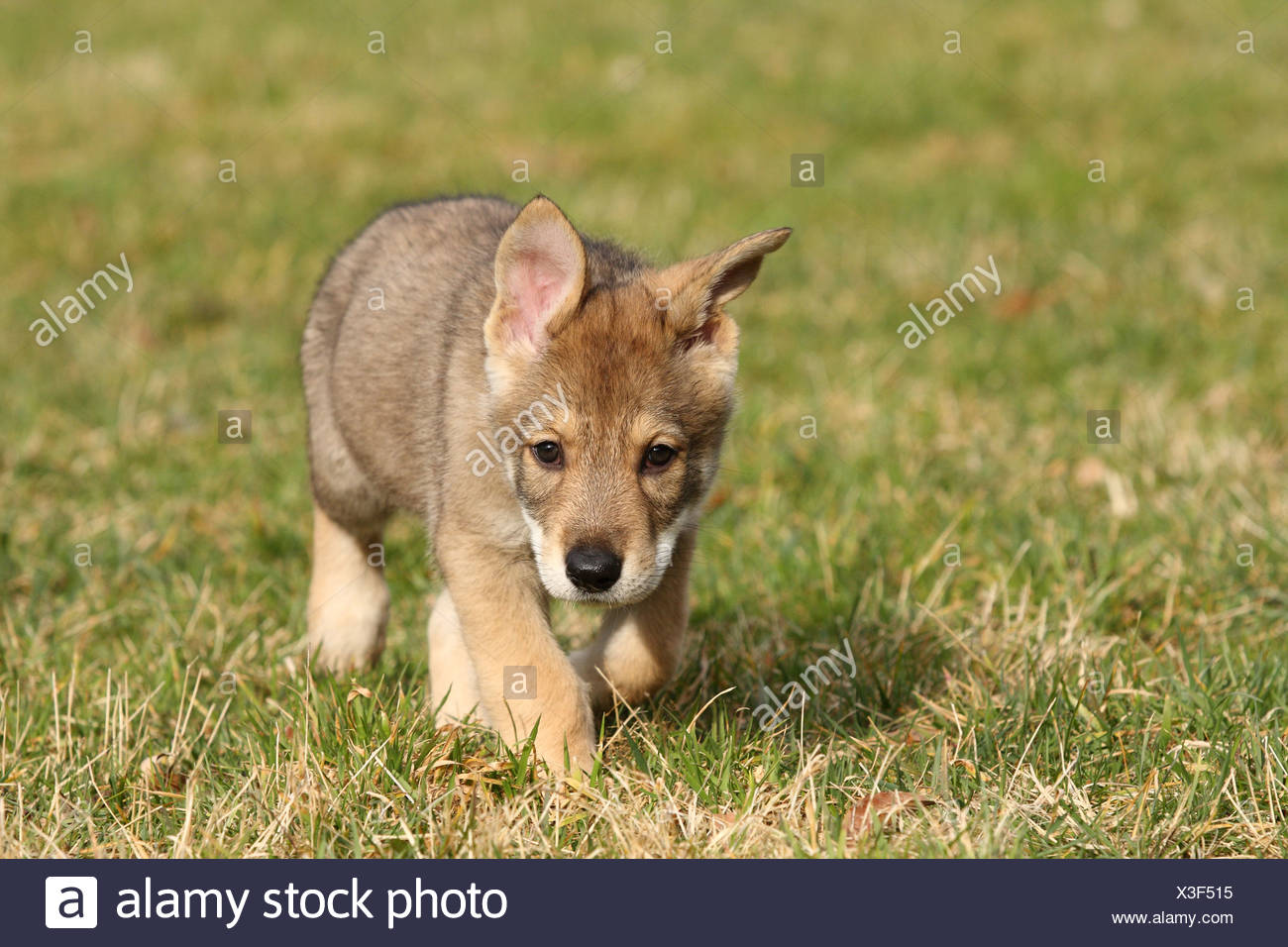 Chiot Chien Loup Saarloos Banque Dimages Photo Stock