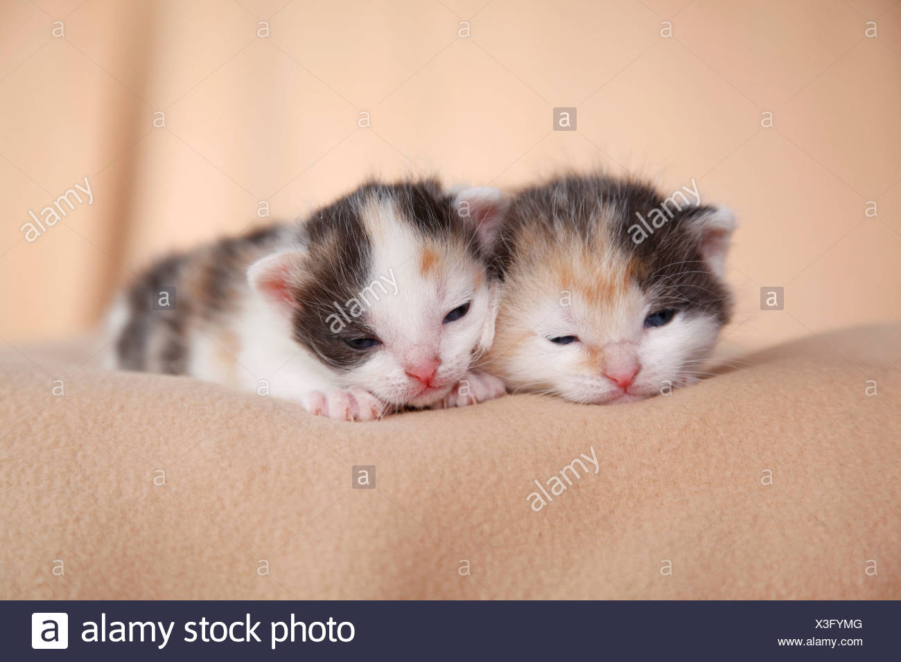 Chaton Nouveau Ne Photo Stock Alamy