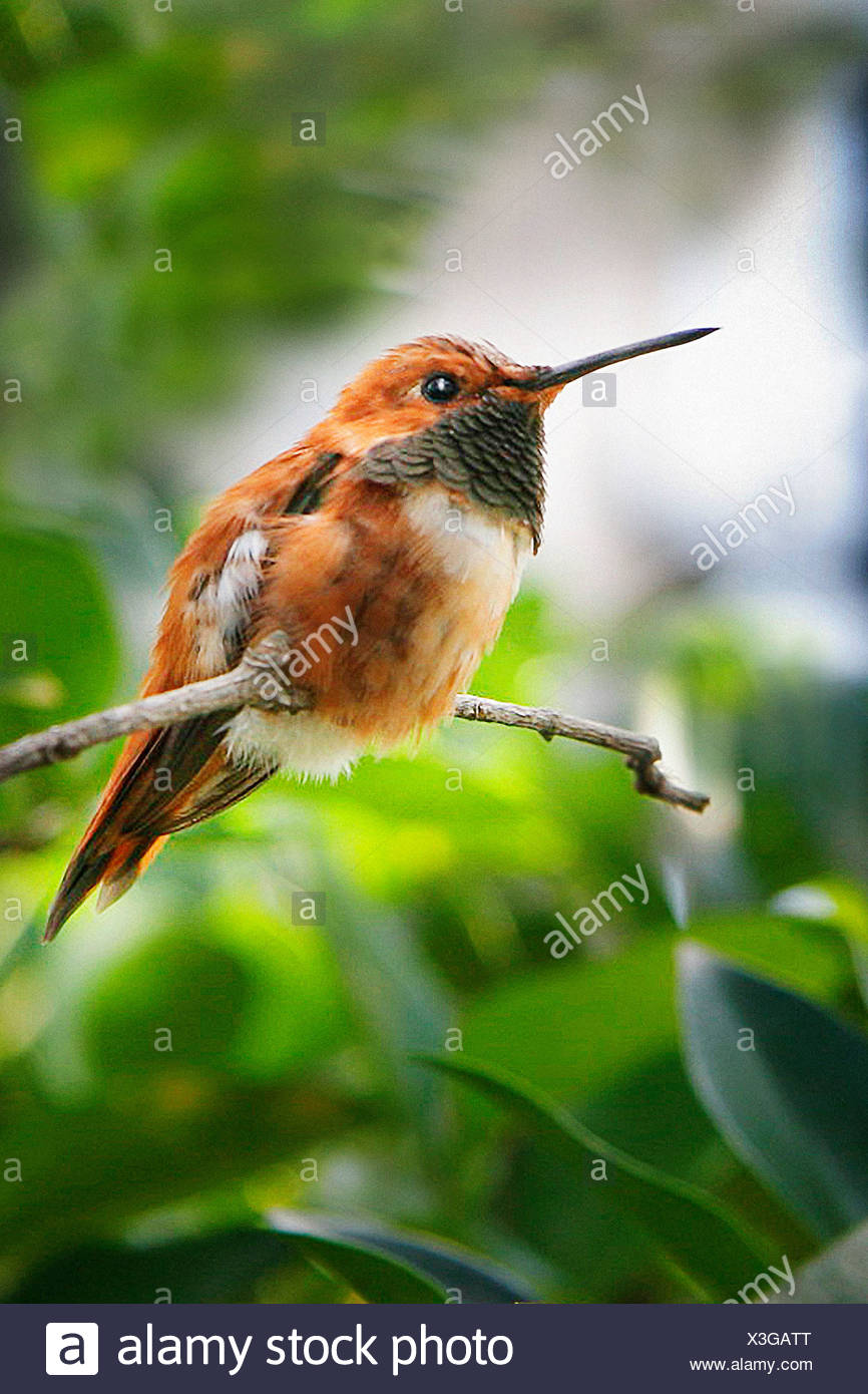 Gros Plan Du Petit Oiseau Au Long Bec Perché Sur Direction