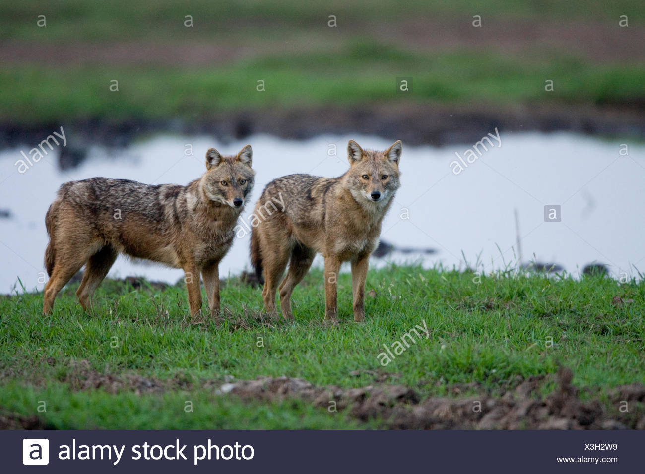Le chacal doré (Canis aureus), également appelé l'asiatic, oriental ou chacal commun, photographié dans la vallée de Hula, Israël Banque D'Images