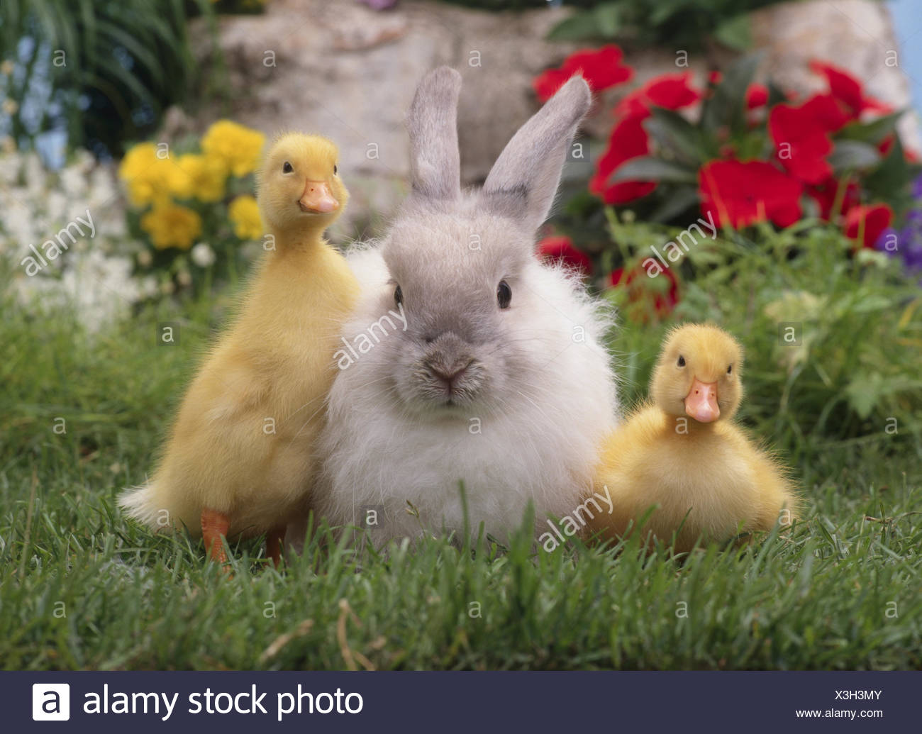 https://c8.alamy.com/compfr/x3h3my/vie-tranquille-paques-meadow-lapin-lievre-canard-canards-poussins-les-jeunes-animaux-les-jeunes-animaux-petits-tendre-douce-de-l-amitie-motif-de-paques-x3h3my.jpg