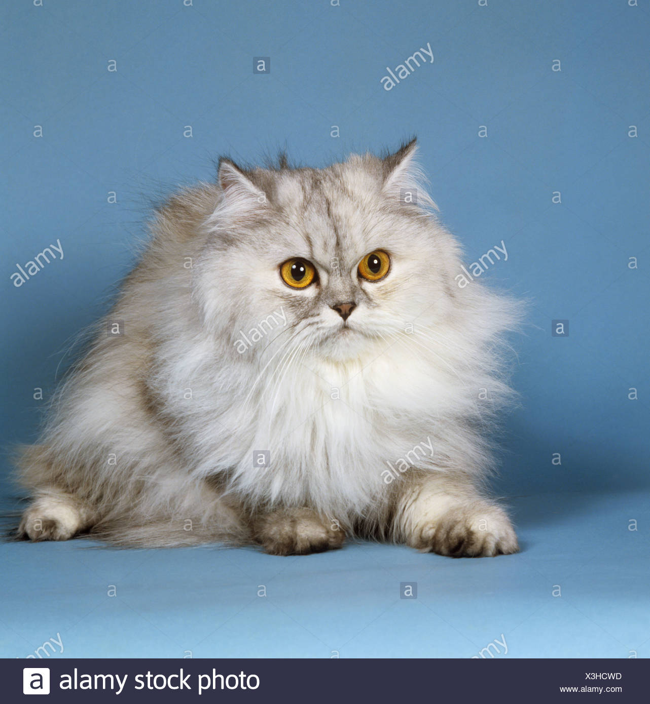Chat Persan Silver Shaded Cut Out Photo Stock Alamy Chat Persan Silver Shaded Cut Out Photo Stock Alamy