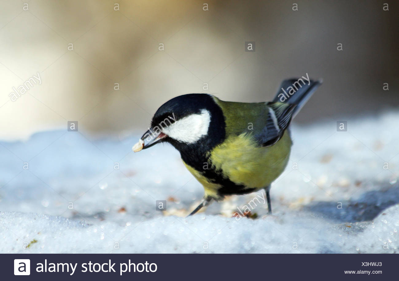 Oiseaux Oiseaux Oiseau Mésange Mésange Grand Vert Noir Noir