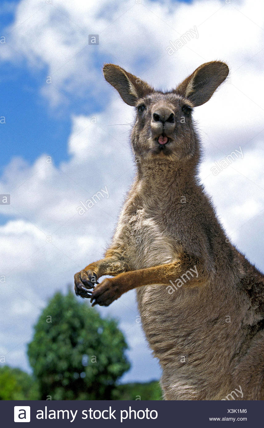 Kangourou Gris Macropus Giganteus Des Profils Avec Drole De Visage De L Australie Photo Stock Alamy
