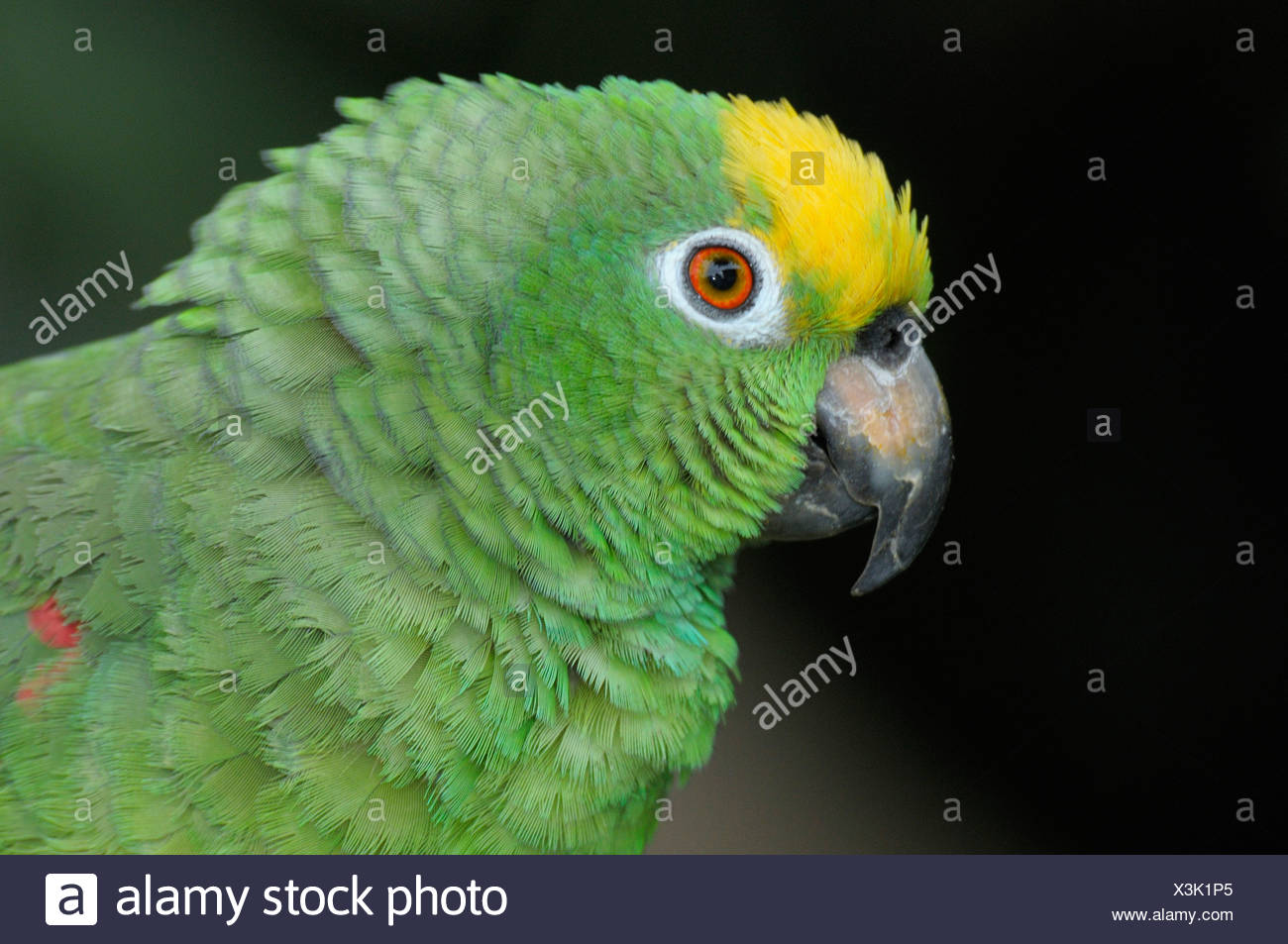 Perroquet Vert Jaune Calarca Portrait D Oiseaux De L Amerique Du Sud Photo Stock Alamy