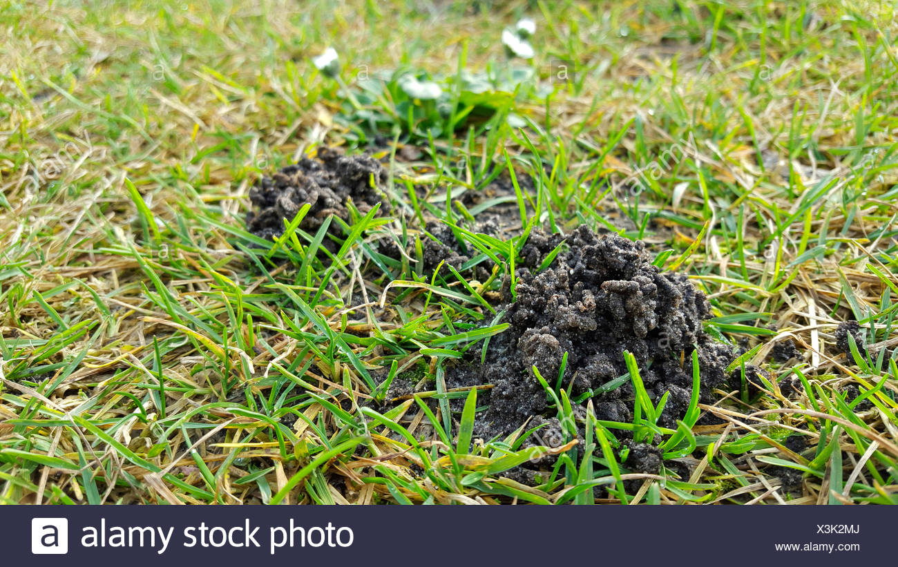 Auf Der Erde Banque D Image Et Photos Alamy