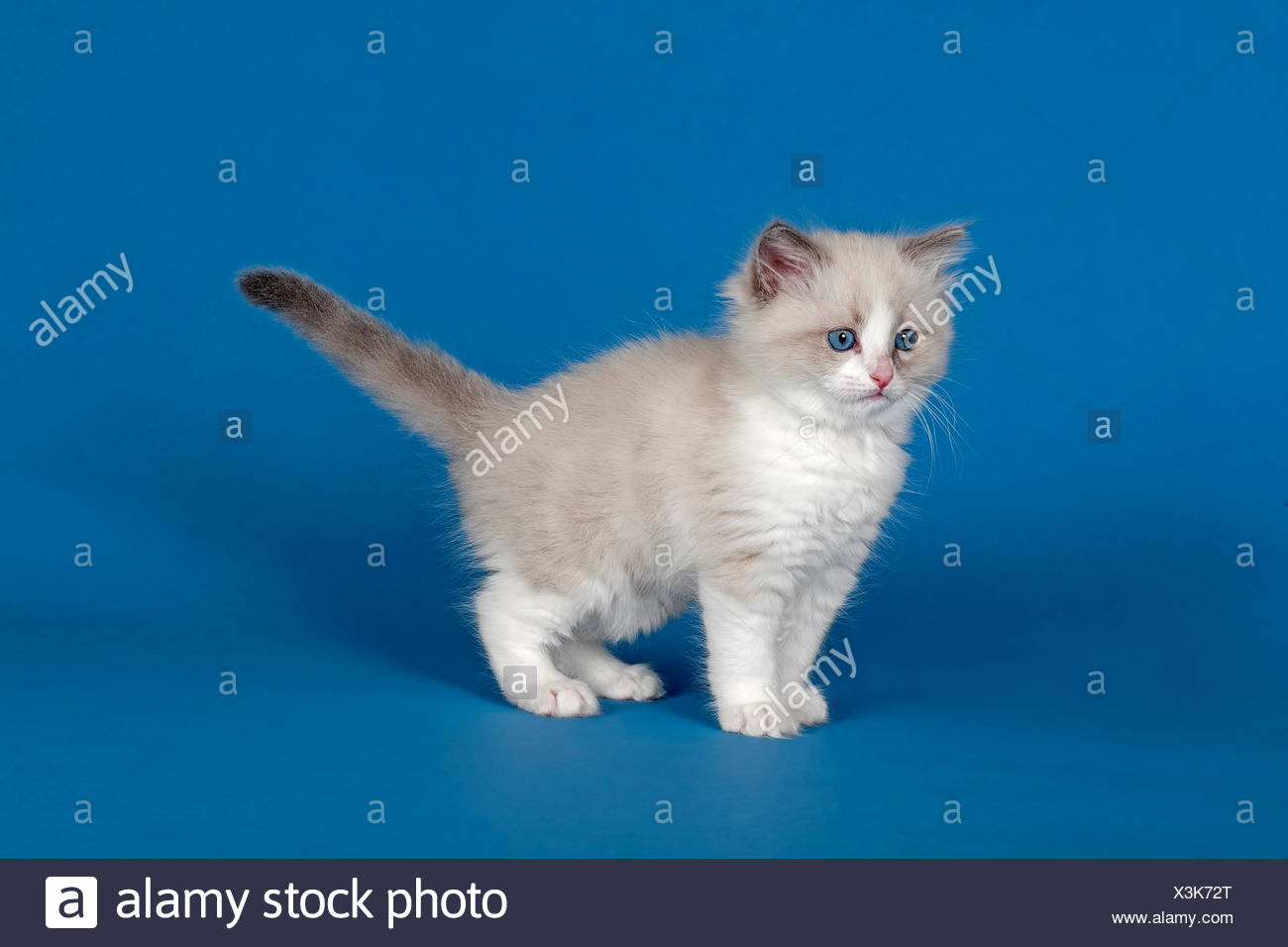 Chat Chaton Ragdoll 9 Semaines Bleu Bicolore Photo Stock Alamy
