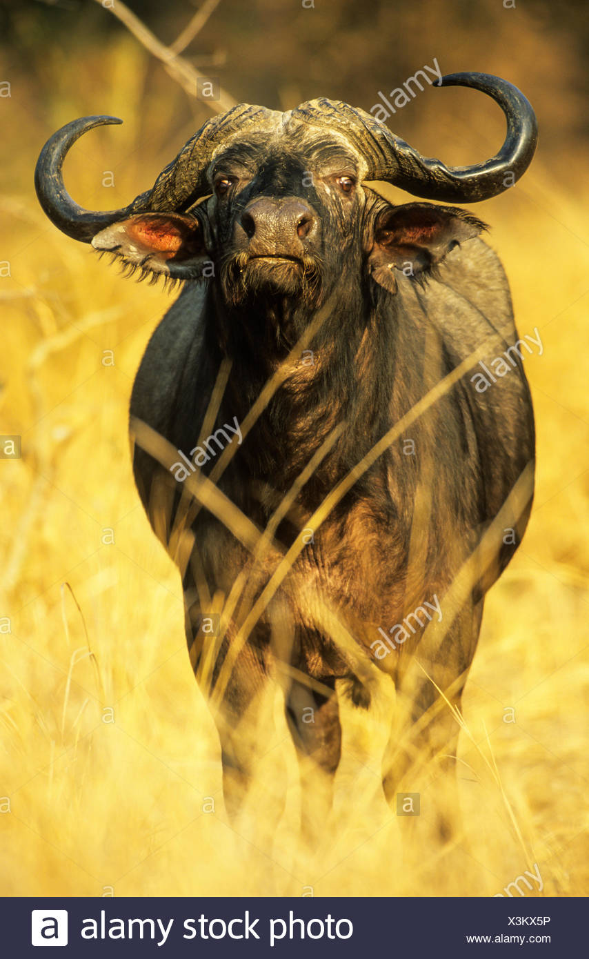 Buffle d'Afrique (Syncerus caffer caffer), Bull, South Luangwa National Park, Zambie Banque D'Images