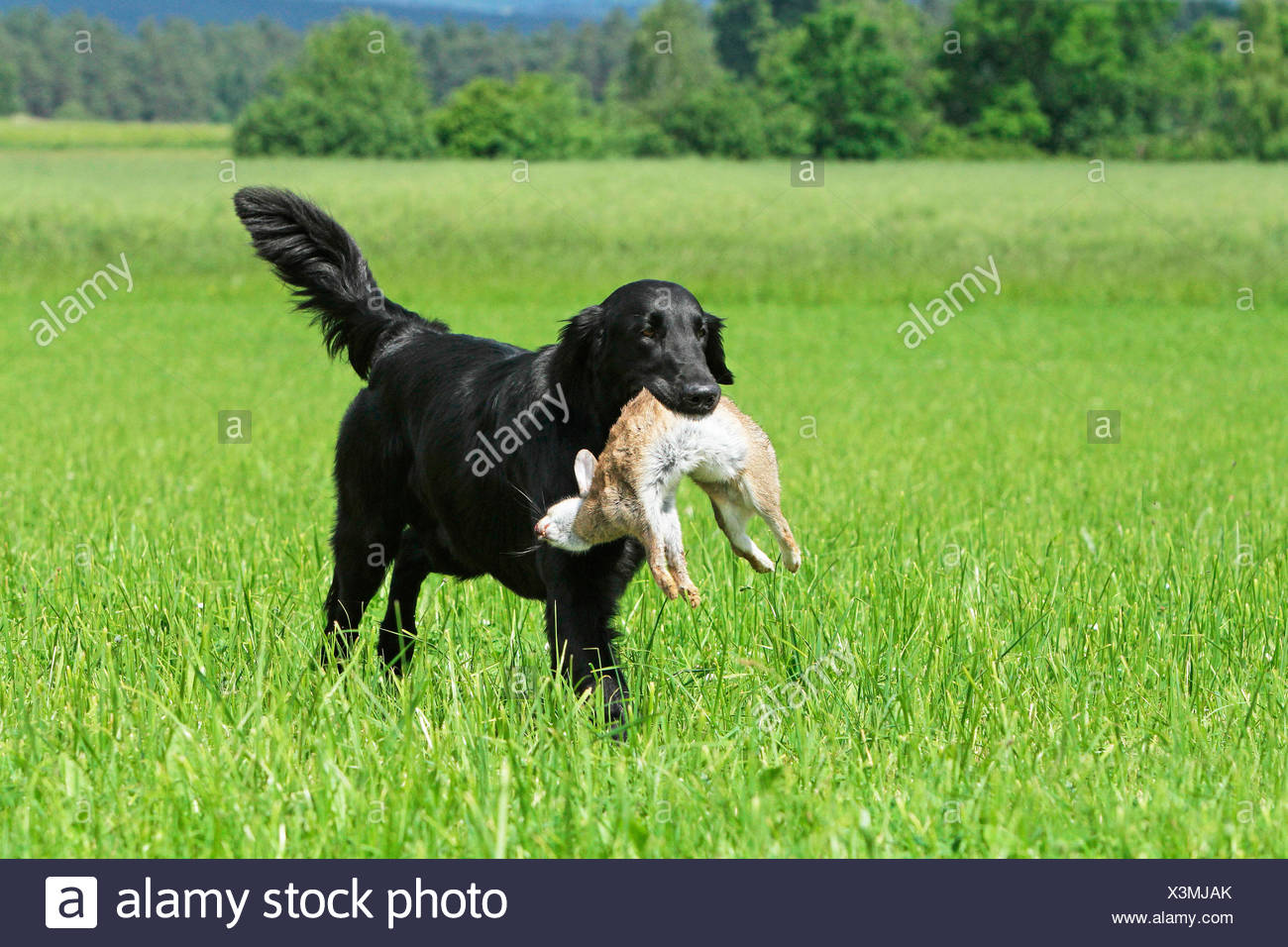 Flat-Coated Retriever Male 3 ans retour lapin sauvage Allemagne Banque D'Images