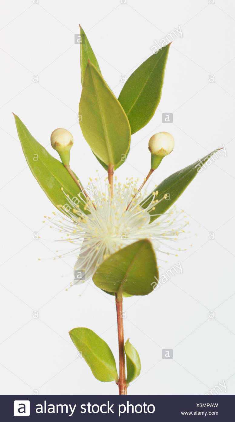 Myrtus Communis De Myrte De Fleurs Blanches Avec Des