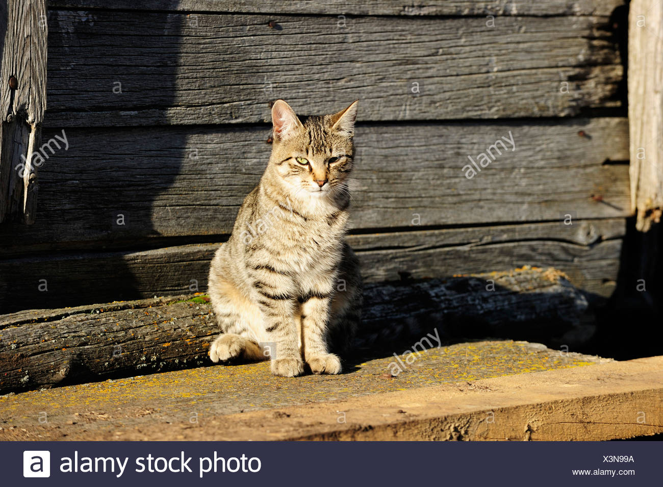Chat Assis En Face D Une Maison En Bois Le Soleil Brille Photo Stock Alamy