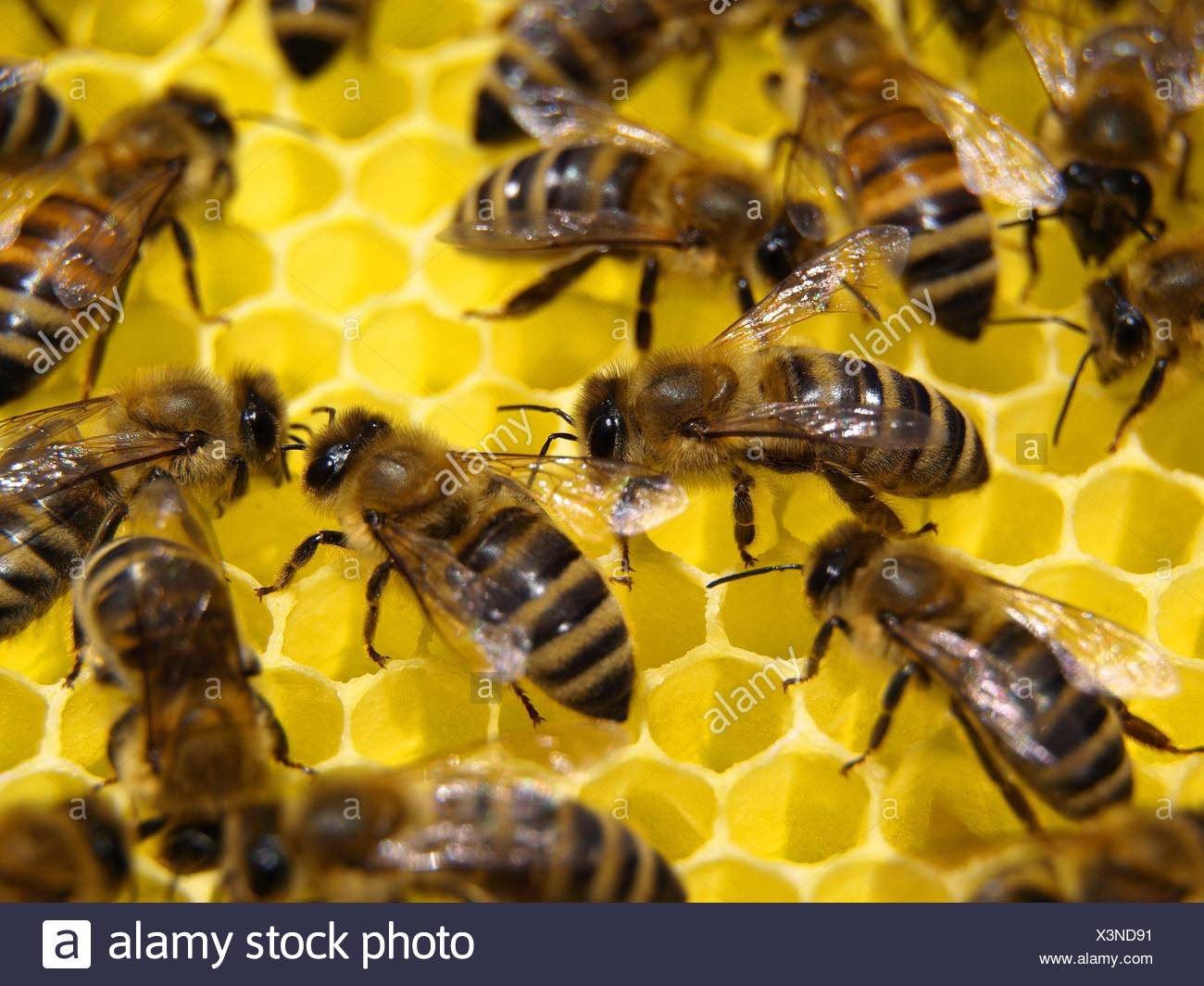 Les Abeilles Ruche D Abeilles Miel Miel Insectes Abeille Biene Bienen Photo Stock Alamy Les Abeilles Ruche D Abeilles Miel Miel Insectes Abeille Biene Bienen Photo Stock Alamy