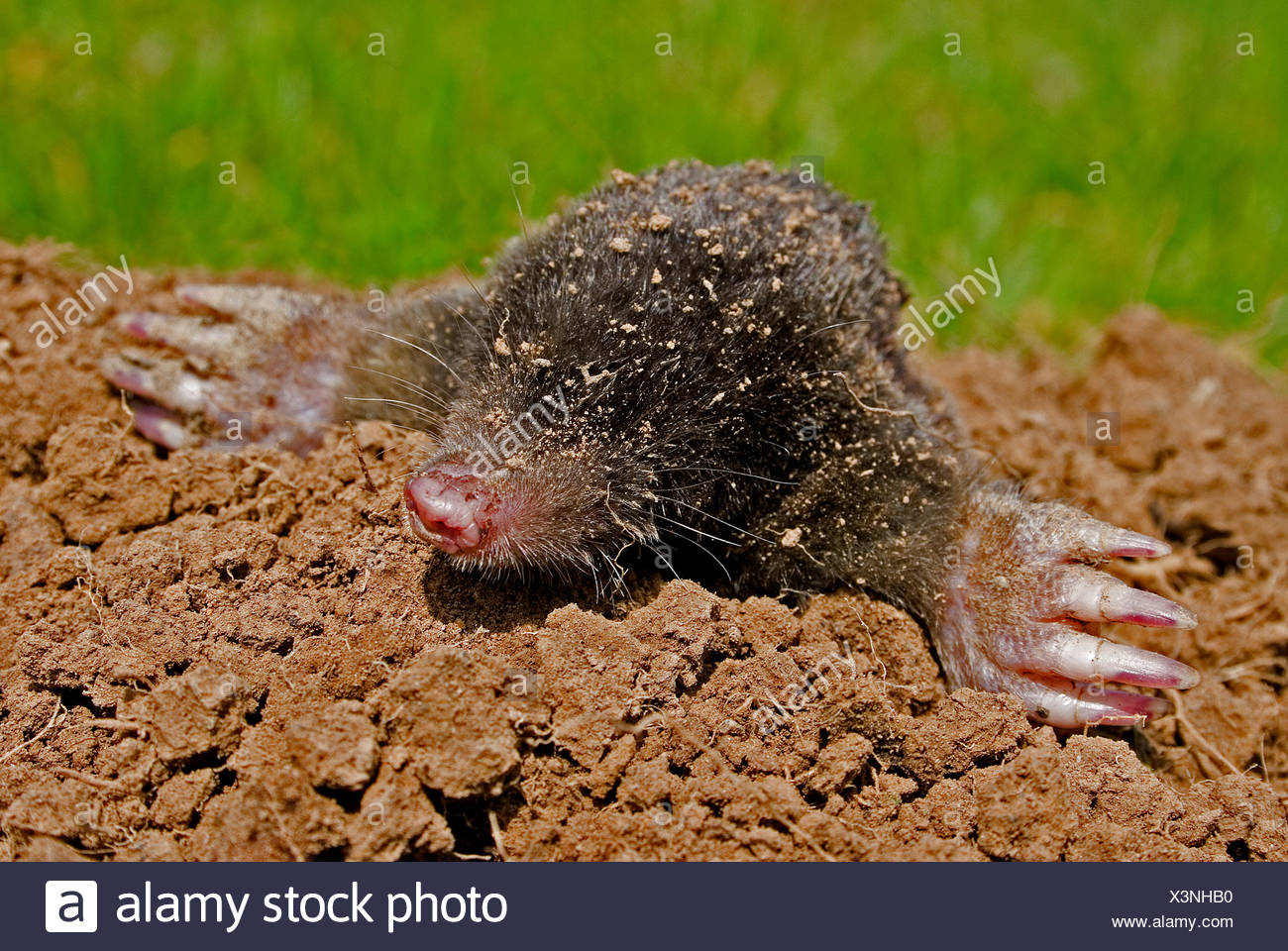 Animal Taupe Banque D Image Et Photos Alamy