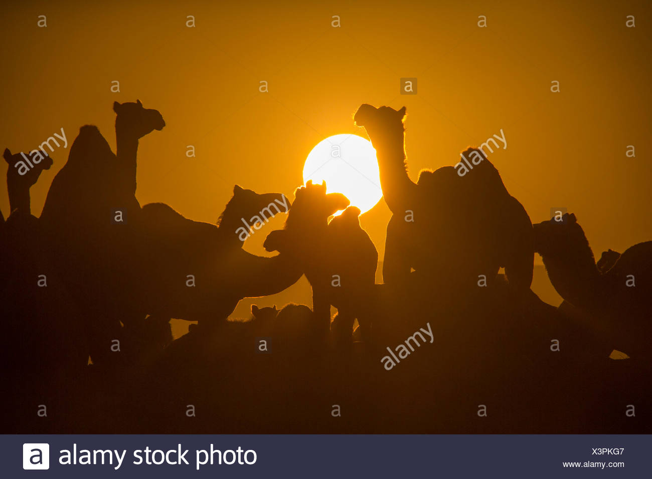 Pushkar Mela marché aux chameaux chameaux dromadaires Pushkar Rajasthan Inde Asie Inde animaux animal coucher du soleil coucher du soleil, le marché Banque D'Images