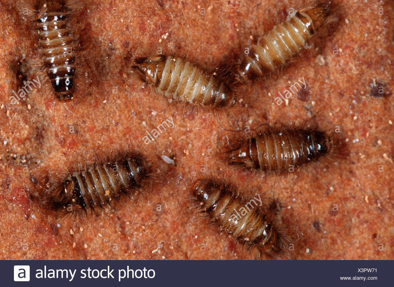 Dendroctone Du Tapis Banque d