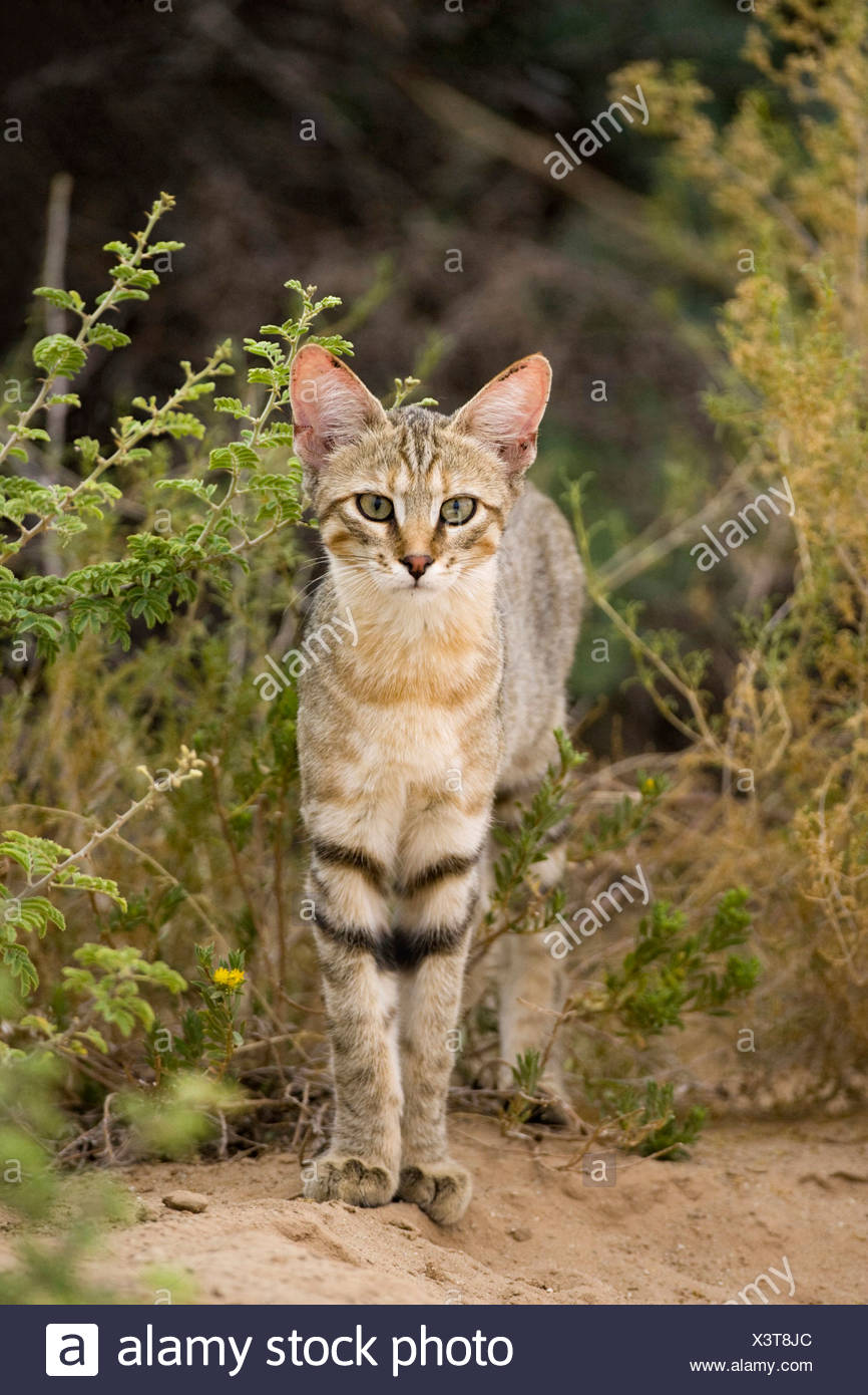 Chat Sauvage Africain Felis Lybica Felis Libyca Felis Silvestris Lybica Felis Silvestris Libyca En Taillis Afrique Du Sud Kalahari Photo Stock Alamy