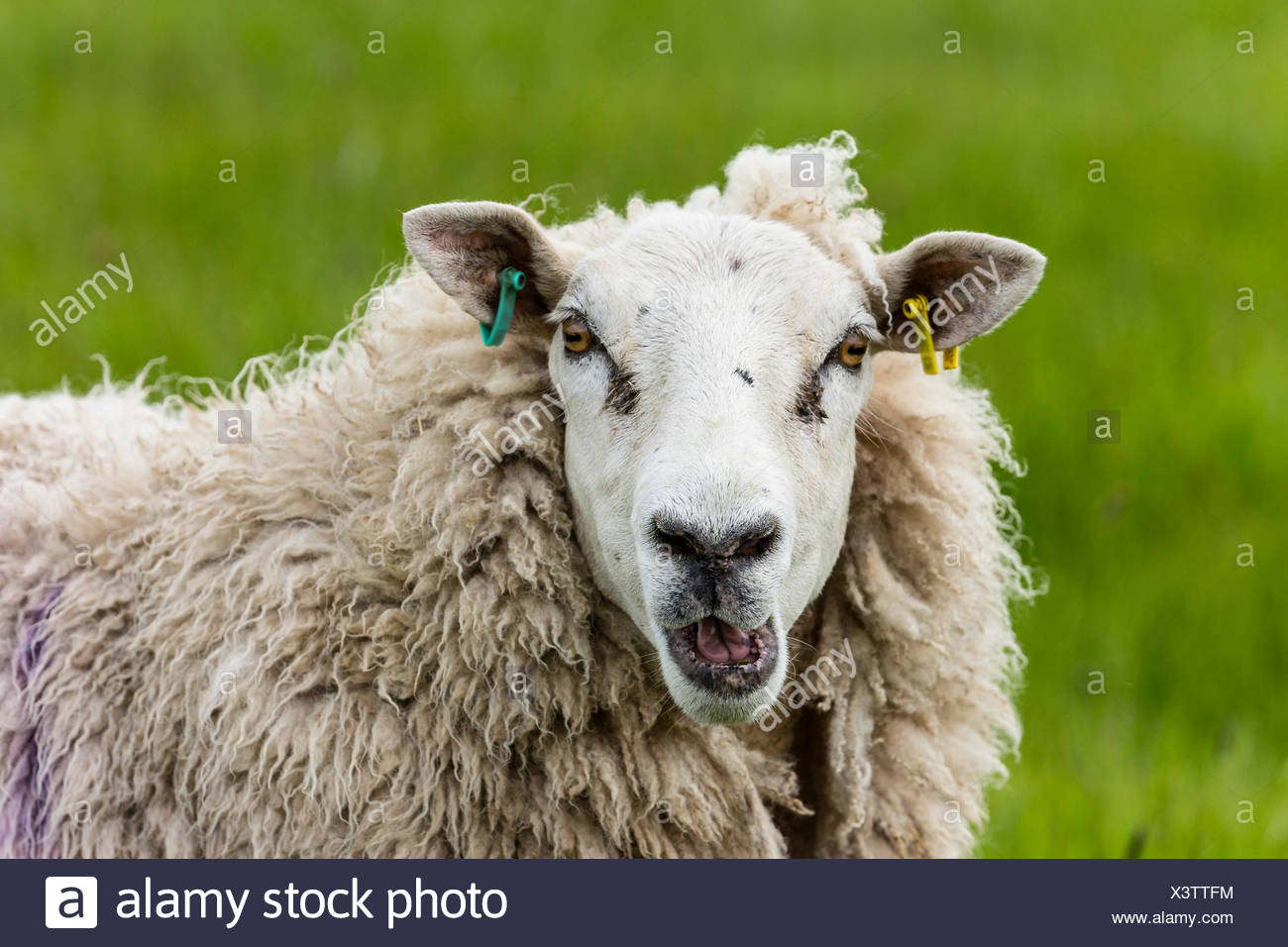 TÉLÉCHARGER BÊLEMENT DE MOUTON MOUTON TÉLÉCHARGER BÊLEMENT DE